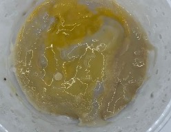 Untreated control mashed potato at Day 20, with pronounced yellow-brown discoloration