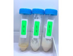 Three tubes of untreated control mayonnaise at Day 21
