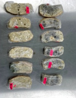 Bread samples on Day 14, with heavy visible mold on the control samples
