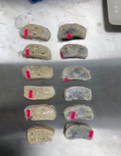 Bread samples on Day 7, with visible mold on the control samples